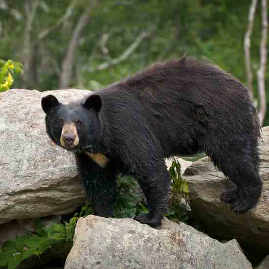 Feeding bears, whether intentionally or unintentionally, will teach them to associate food with people.